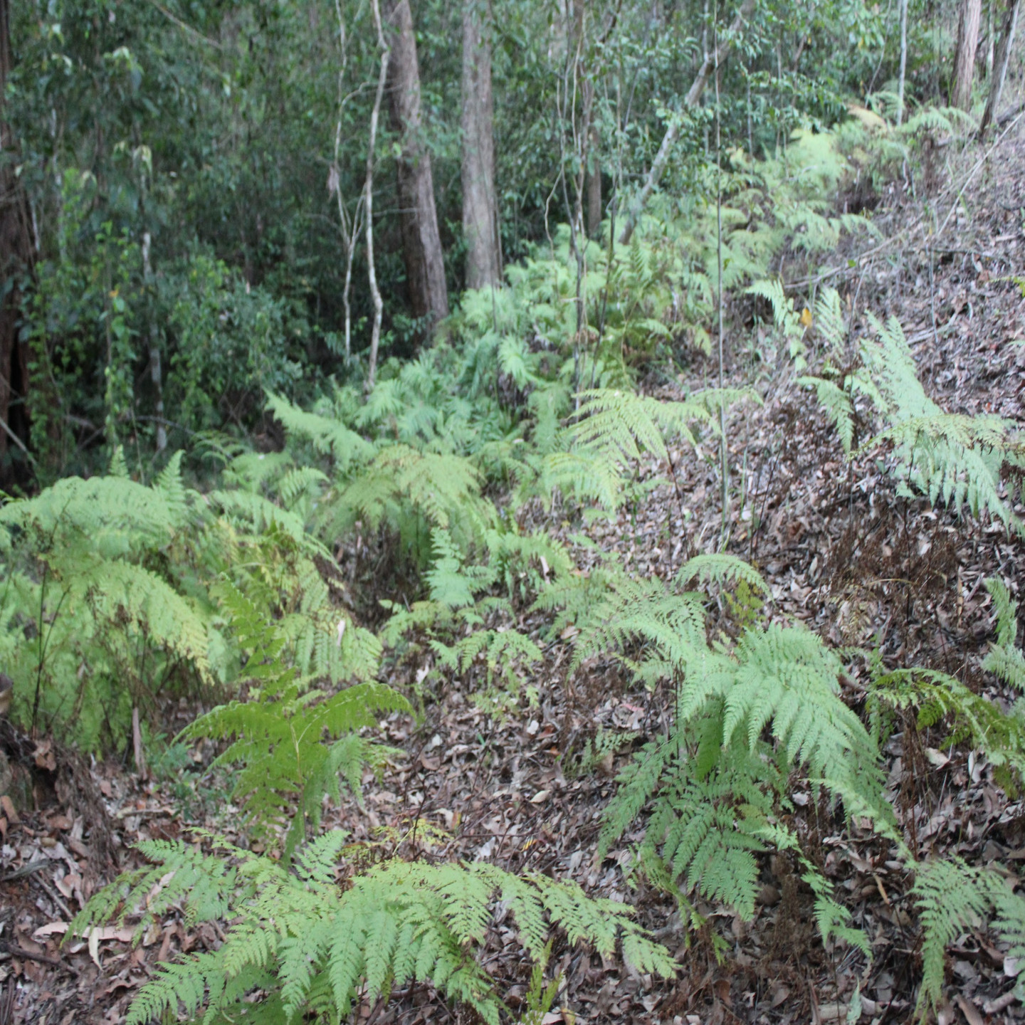 63 Macdonald Road photo 15