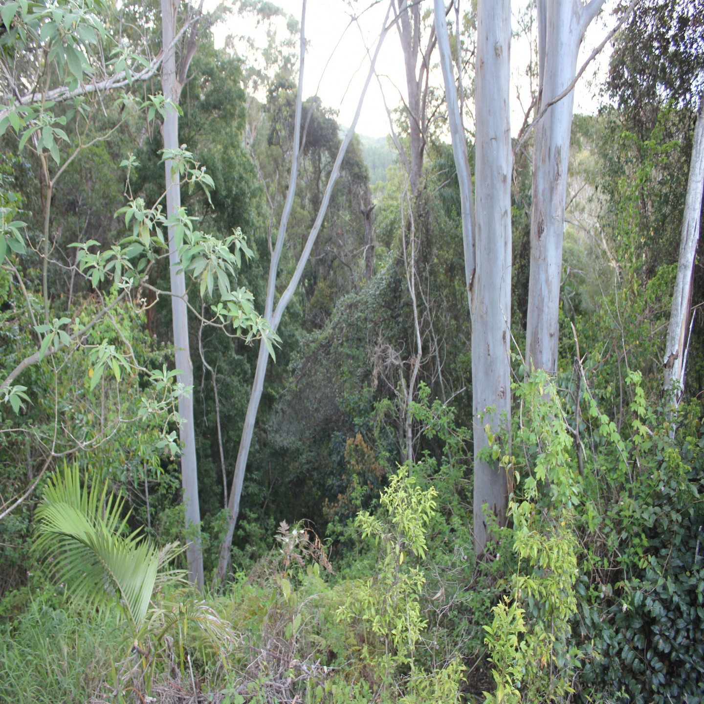 63 Macdonald Road photo 21