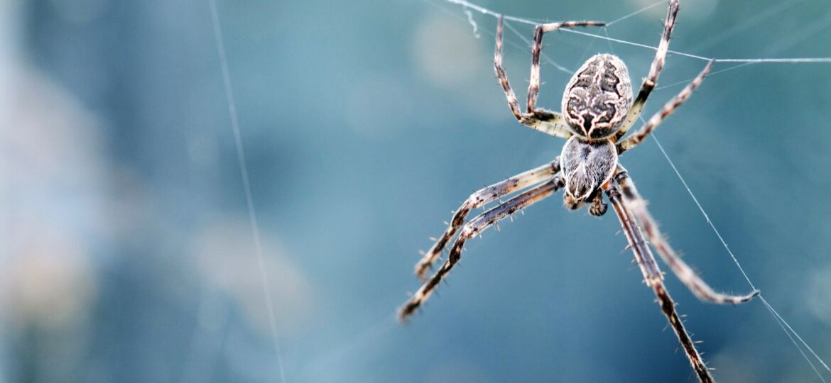 Pest Management