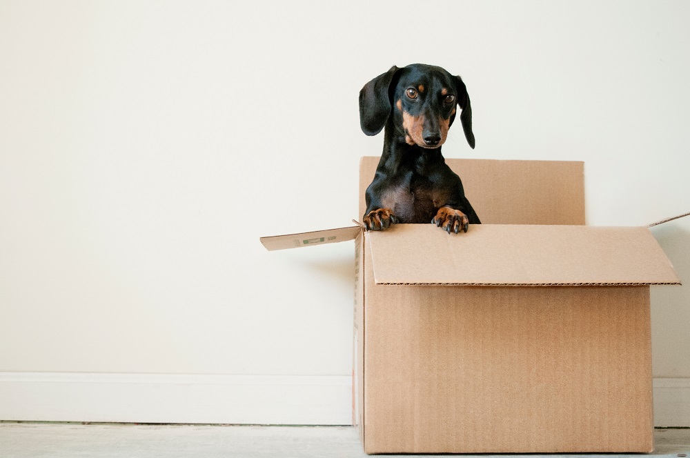 A black dachshund dog inside a brown box