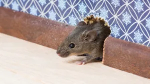 Does-the-tenant-or-landlord-pay-for-pest-control-1024x575