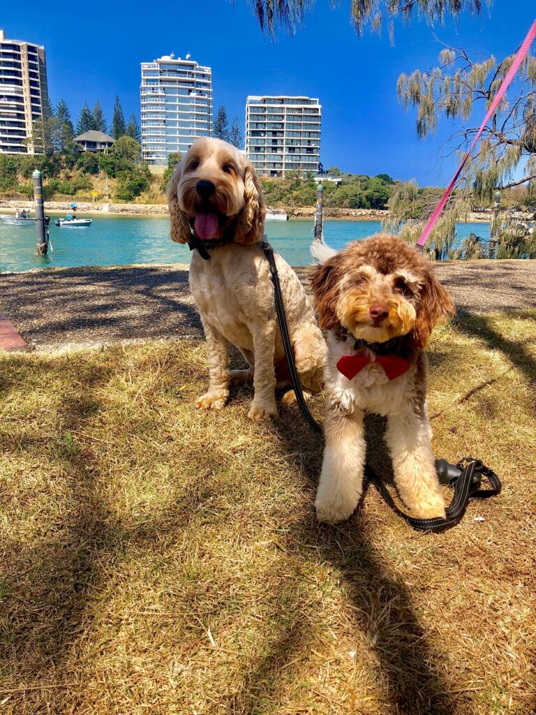 moving to the sunshine coast - two dogs on leashes at a park in mooloolaba looking at the camera