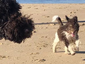 Ted-_-Jewels-at-the-dog-beach