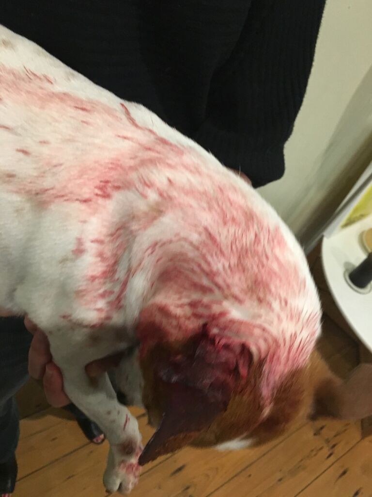 Dog with reddish smear on fur recovering from a snake bite