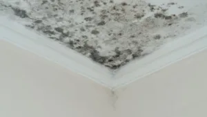 how-to-identify-mould