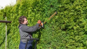shrubs-pruned