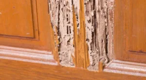 What-Should-Landlords-Do-About-ermites-in-Qld-Australia-–-Property-Investors-Must-Read-672x372