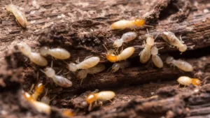 what-should-landlords-do-about-termites-min