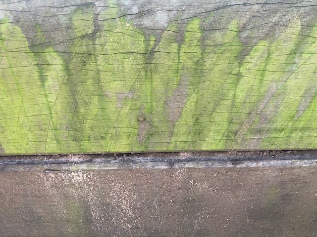 Mould on a small retaining wall during wet weather