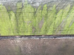 Mould-on-a-small-retaining-wall-during-wet-weather