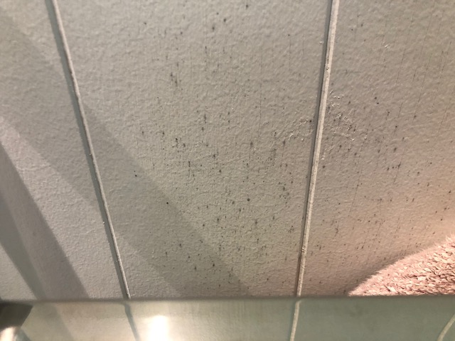 Mould on ensuite wall behind heated towel rack during rainy season