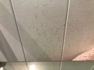 Mould-on-ensuite-wall-behind-heated-towel-rack-during-rainy-season