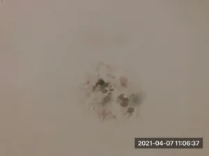 Mould-on-kitchen-ceiling-due-to-leak-in-roof-in-wet-weather-1024x768