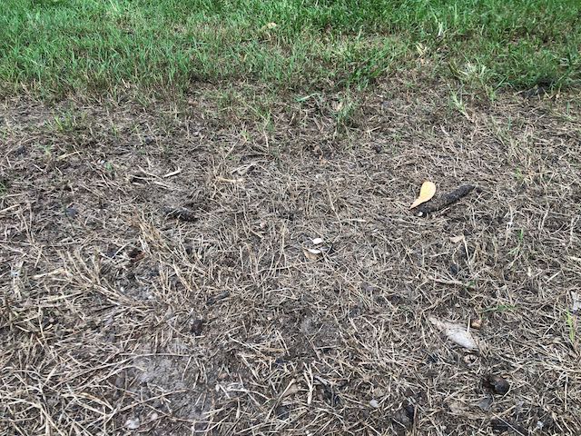 lawn killed by lawn grub lawn killed by lawn grub