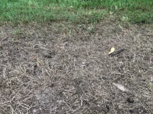 lawn-killed-by-lawn-grub