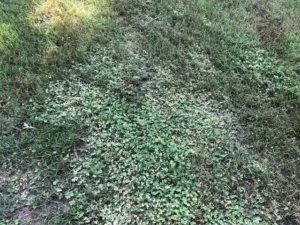 weeds-in-lawn-sprayed-by-tenants-with-broadleaf-weed-killer