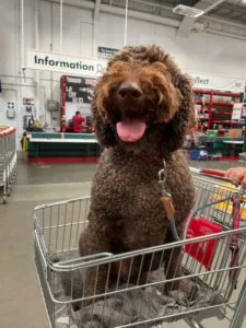 Ted-the-Groodle-Bunnings-Maroochydore