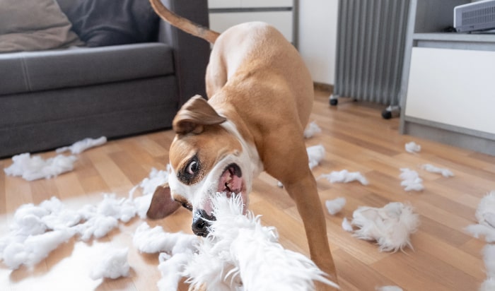 landlord insurance for pet damage