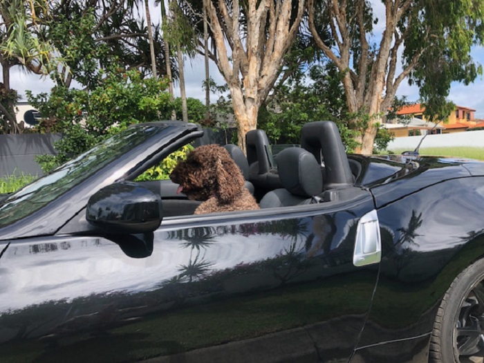 Ted the groodle at Coolum Beach Challenges of selling a tenanted property