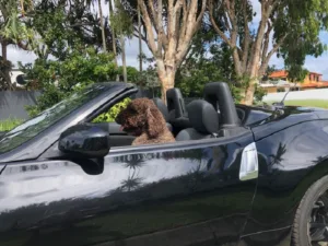 Ted-the-groodle-at-Coolum-Beach