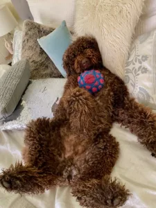 Romeo-my-Spoodle