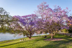 A-Decade-L-ong-Blueprint-for-Major-Events-An-Economic-Engine-for-Sunshine-Coast-1